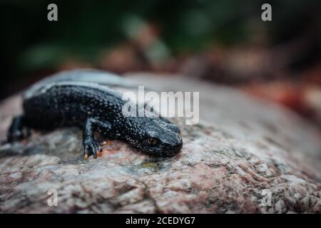 Schwarzer Molch sitzt auf einem rosa Stein. Frühling. Selektiver Fokus. Stockfoto