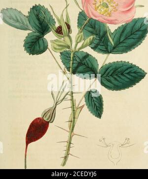 . Rosarum monographia, oder, EINE botanische Geschichte der Rosen : zu dem ein Anhang hinzugefügt wird, für die Verwendung von Züchtern, in denen die bemerkenswertesten Gartenarten systematisch angeordnet sind, mit neunzehn Platten. Die Pflanze von Linnäus. Hier jedoch entstand der Fehler, und die zu Recht highauthority dieser ausgezeichneten Arbeit hat zweifellos vor-belüftet seine früher erkannt. 27. ROSA aciciilaris. Registerkarte. 8. R. elatior, aculeis acicularibus inoequalibus, foliolisglaucis rugosis convexiusculis, fructu obainpuUaceocernuo. Ich laboriere. In Sibirien Bell. (v. v. c.) Etwa 8 Meter hoch, kompakt. Verzweigungen Stockfoto