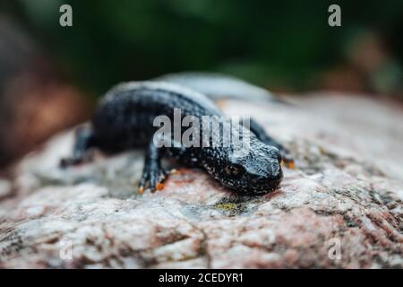 Schwarzer Molch sitzt auf einem rosa Stein. Frühling. Selektiver Fokus. Stockfoto