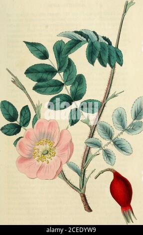 . Rosarum monographia, oder, EINE botanische Geschichte der Rosen : Zu dem ein Anhang hinzugefügt wird, für den Gebrauch von Züchtern, in denen die bemerkenswertesten Gartenarten systematisch angeordnet sind, mit neunzehn Platten. ale grün, bedeckt von überall mit kleinen, schwachen, fast gleichen seta%außer an den Extremitäten, die iinarmeci sind, wie diezahlreichen, schlanken Adern. Die Blätterchen 9-11, rundlich, von der festen Textur, das niedrigste Paar kleiner als der Rest, glasig. Blüten leuchtend rot. FRT: Es beforematurity gesprenkelt mit kleinen blassen Flecken. Anderemit den Charakteren von li. Röteln. Ungeachtet der c Stockfoto