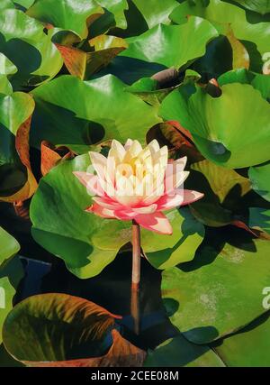 Nahaufnahme der blühenden korallenrosa Farbe Wasserlilie auf dem Teich. Natürlicher Hintergrund mit blühenden Lotusblumen auf der Seenoberfläche, umgeben von großen g Stockfoto