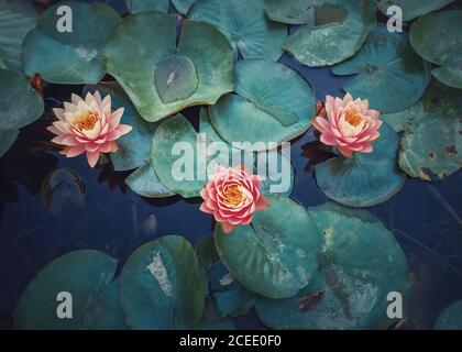 Nahaufnahme eines mystischen Teiches mit blühenden rosa Korallen-Seerosen. Magischer Hintergrund mit blühenden drei Lotusblumen auf dem See su Stockfoto