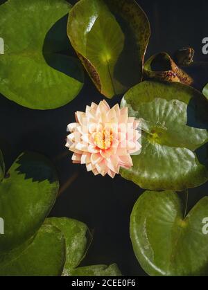 Hochwinklige vertikale Ansicht zu einer blühenden cremerosa gefärbten Wasserlilie auf dem Teich. Vertikaler Hintergrund mit blühender Lotusblume auf der Seeoberfläche, Stockfoto