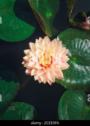 Hochwinklige vertikale Ansicht zu einer blühenden cremerosa gefärbten Wasserlilie auf dem Teich. Vertikaler Hintergrund mit blühender Lotusblume auf der Seeoberfläche, Stockfoto