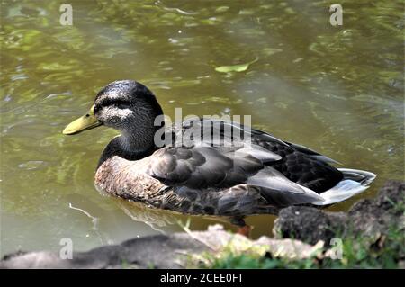 Weibliche Stockente schwimmt auf einem See Stockfoto