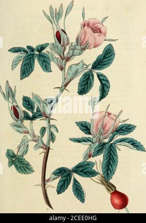 . Rosarum monographia, oder, EINE botanische Geschichte der Rosen : zu dem ein Anhang hinzugefügt wird, für die Verwendung von Züchtern, in denen die bemerkenswertesten Gartenarten systematisch angeordnet sind, mit neunzehn Platten. U. 2.411. Schranck tastic, c. ic. Pohl. Hohem. 2. 170.Ait! kew. Ed. alt. li. 259 Pers. syn. 1.47. Eng.bot! t. 2388. Smith! In Rees in L lief eniim.52 a 8s (3. Wald! In Akt. linn, 12. 175. Redout, ros. 1. 105. t. 37. 133. t. 51. R. fecundissima Muncli. Hausv. 279. Dii ROI!harh. 2. 343. Hoffin. deutsch. fl. 175. Brot. lus.1. 339. FL. dan. t. 1214. Roth. Keimzelle % 557. R. majalis Ho Stockfoto