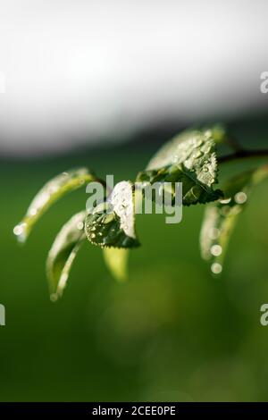 Schöne Makroaufnahme von grünen Blättern mit Wassertropfen nach Regen Stockfoto