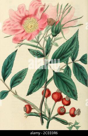 . Rosarum monographia, oder, EINE botanische Geschichte der Rosen : zu dem ein Anhang hinzugefügt wird, für die Verwendung von Züchtern, in denen die bemerkenswertesten Gartenarten systematisch angeordnet sind, mit neunzehn Platten. ak, die vorliegende Art wurde von MR ausgewählt. Sabine und ich zu diesem Zweck. Dass es sich im Wesentlichen von jedem anderen unterscheidet, ist sehr beweislich von dem unvollständigen Bericht, den ich von ihm togive konnte. Ich sah es zuerst, das in Mr. Sabines gar-den bei North Mimms spät im Monat November wächst; die meisten Blätter waren gefallen, aber einige Heps noch auf dem Busch wieder gepflegt. Seine Gewohnheit Stockfoto