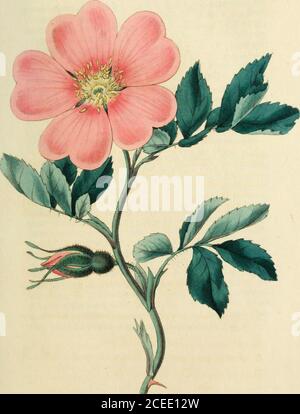 . Rosarum monographia, oder, EINE botanische Geschichte der Rosen : zu dem ein Anhang hinzugefügt wird, für die Verwendung von Züchtern, in denen die bemerkenswertesten Gartensorten systematisch angeordnet sind, mit neunzehn Platten. Sofort zu entspracheln. Der gelehrte Präsident der Linutcan-so-ciety kann kaum gut mit derPflanze vor uns vertraut gewesen sein, oder er hätte nicht ausgeschlossen, dass die Rückstellung auf Dilleniuss-Zahl, die eine gute Darstellung davon ist, noch haben zitiert Miss Gesetzmässigkeiten /. 75,die R. alpina (3 von Aiton, das ist zweifellos Jac-quins R. blanda und meine R. Jhuinifolia. Aber fein Stockfoto