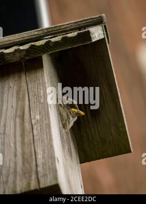 Haus Sparrow Fütterung Babies Stockfoto