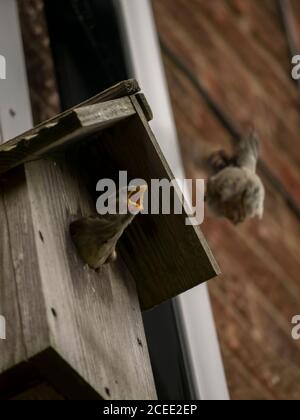 Haus Sparrow Fütterung Babies Stockfoto