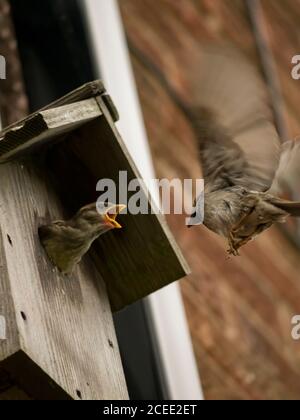 Haus Sparrow Fütterung Babies Stockfoto