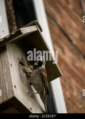 Haus Sparrow Fütterung Babies Stockfoto