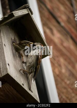 Haus Sparrow Fütterung Babies Stockfoto