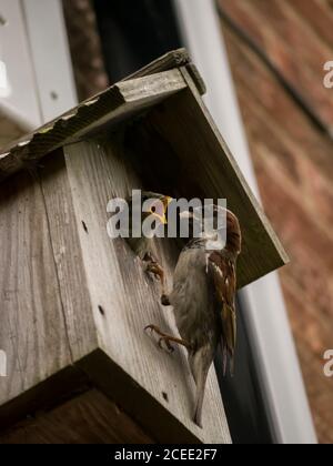 Haus Sparrow Fütterung Babies Stockfoto