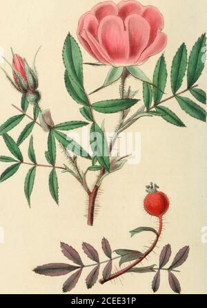 . Rosarum monographia, oder, EINE botanische Geschichte der Rosen : zu dem ein Anhang hinzugefügt wird, für die Verwendung von Züchtern, in denen die bemerkenswertesten Gartenarten systematisch angeordnet sind, mit neunzehn Platten. ^ ly J:Ju.d^j,ay //.7^ .&gt;,/ ?? 1. i /? .^// i7^/&gt;Fi.y YC^^K^xt tt&lt;-., Nosa NITIDA. 13 Div. IV CinnamomecE. Setieeroe v. inermes, bracteatae. Foliola lanceolata eo-laiululosa. Discus tenuis -?& (nequaquam iiicrassatus). Dieser Abschnitt ist besonders durch seine langen, lanceo-späten Blätter ohne Drüsen cristingulshed; ii]) rechte Triebe und kompakte Gewohnheit; Rotblüten, die nie s sind Stockfoto