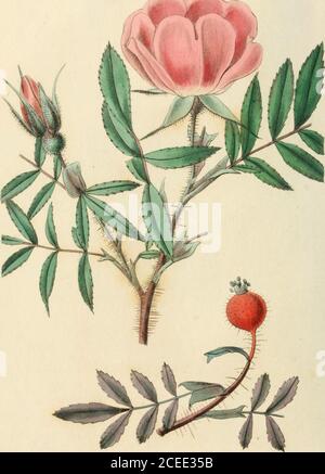 . Rosarum monographia, oder, EINE botanische Geschichte der Rosen : zu dem ein Anhang hinzugefügt wird, für die Verwendung von Züchtern, in denen die bemerkenswertesten Gartenarten systematisch angeordnet sind, mit neunzehn Platten. .tf/ ,%- r/w ?=.% -^ .:f^,.. ^ ly J:Ju.d^j,ay //.7^ .&gt;,/ ?? 1 Stockfoto