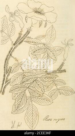 . Rosarum monographia, oder, EINE botanische Geschichte der Rosen : Zu dem ein Anhang hinzugefügt wird, für den Gebrauch von Züchtern, in dem die bemerkenswertesten Gartenarten systematisch angeordnet sind, mit neunzehn Platten. Robable ist solch ein achange muß genug offensichtlich sein, jedem, der die beiden sorgfältig in einem lebendigen Zustand sah. Außer der Unterscheidung in den Armen, auf denen ihre spezifische Charakteristik basiert, kann ich hinzufügen, daß R. hamchatica eine höhere Pflanze als R. ferox ist; seine Blätter sind undurchsichtig, nicht glänzend, kleiner und mit einer anderen Umrisse, ändernde Farbe und fallend weg in der ganz Anfang von au Stockfoto