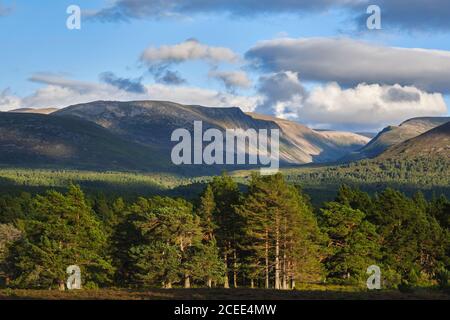 Schottland, Schottische Highlands, Cairngorms National Park. Der Caledonische Wald des Landgutes Rothiemurchus mit dem Cairngorm-Gebirge in der DIS Stockfoto