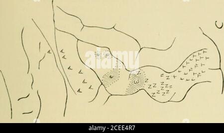 . Vierteljährliche Zeitschrift für experimentelle Physiologie und cognate medizinische Wissenschaften. Stockfoto