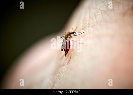 Eine Mücke, die Blut aus einer menschlichen Hand saugt. Der Körper der Mücke wird mit Blut gefüllt, und man kann die Haut des Menschen sehen. Stockfoto