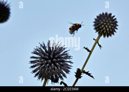 Eine Biene, die Pollen von einer Distel sammelt. Blumen und blauer Himmel Stockfoto