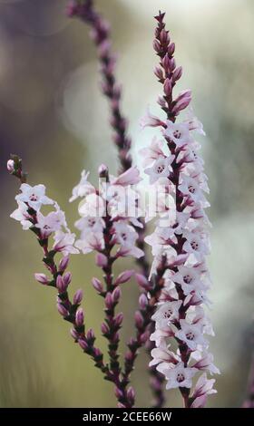 Rosa und weiße Blüten und Knospen der australischen einheimischen Küste Coral Heath, Epacris microphylla, wächst in Heide, Royal National Park, Sydney, Austra Stockfoto