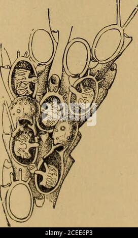 . Wissenschaft vom Meer. Ein elementares Handbuch der praktischen Ozeanographie für Reisende, Segler und Segler. Abb. 190. – Terebratula , eine Lampenschale (Challenger).. Abb. 189. - Cellularia, VERGRÖSSERT ( BLAKE ) . 260 TIERE DES MEERESBODENS, die notwendigerweise aus der Ferne gemacht werden, können es schätzen.der Grund für die Vorliebe für eine Art Boden und nicht für eine andere löst sich gewöhnlich in eine Frage der Unterstützung oder des Unterschlupfes, entweder für die Arten selbst oder für ihre Beute. Natürlich gibt es sehr viele Arten, die auf allen Arten von Boden und unter allen möglichen Bedingungen unterschiedlich gefunden werden können. Der Stockfoto