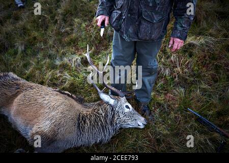 Ein Jäger mit einem Messer, der sich bereit machte, einem Hirsch den Kopf abzuschneiden, nachdem er es auf einer Jagd in Schottland getötet hatte. Stockfoto