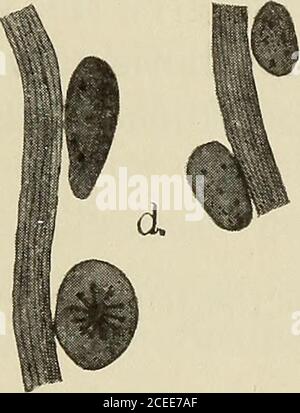 . Die Entwicklung des sympathischen Nervensystems bei Säugetieren. Stockfoto