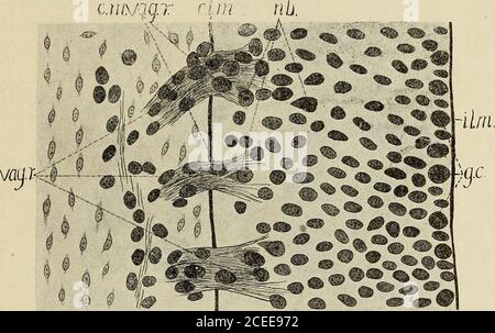 . Die Entwicklung des sympathischen Nervensystems bei Säugetieren. ^ entlang des Vagusstamms. Mi-3 Ahhdl. Math-physical Classe d. Konigl. Sachs. Gesell. d. Wiss. Bd. 8, Leipzig1891. SYMPATHISCHES SYSTEM BEI SÄUGETIEREN 243 totische Figuren treten häufig im Ganglion des Rumpfes und gelegentlich entlang des Vagusnervs auf. Der Verlauf und die Richtung der peripher wandernden Zellen entlang der Fasern der Vagi werden durch die Pfeile in Abb. 16.dass diese Zellen tatsächlich peripher wandern, kann nicht bezweifelt werden.die Anzahl der ^begleitenden Zellen im Vagus trunksincreases rapide bis a Stockfoto