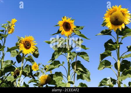 Sonnenblume mit Bienen Helianthus annuus. Kleingärten außerhalb Schloss in Beaumaris, Anglesey Wales UK Stockfoto