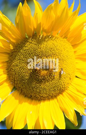 Sonnenblume mit Bienen Helianthus annuus. Kleingärten außerhalb Schloss in Beaumaris, Anglesey Wales UK Stockfoto