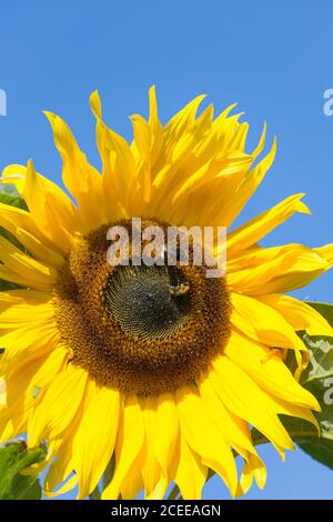 Sonnenblume mit Bienen Helianthus annuus. Kleingärten außerhalb Schloss in Beaumaris, Anglesey Wales UK Stockfoto