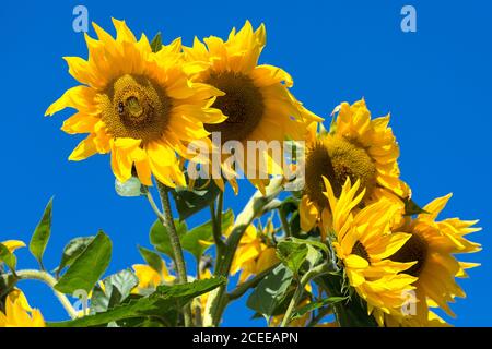 Sonnenblume mit Bienen Helianthus annuus. Kleingärten außerhalb Schloss in Beaumaris, Anglesey Wales UK Stockfoto