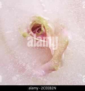 Rose mit rosa Mitte und grün-gelben äußeren Blütenblättern eingefroren Ein Eisblock Stockfoto