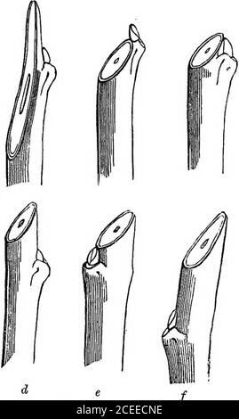 . Die Theorie und Praxis des Gartenbaus; oder, ein Versuch, die Hauptoperationen des Gärtnens auf physiologischen Gründen zu erklären. Necuped, wenn notuneequaled, für Genauigkeit und die genauen Informationen, die sie übermitteln. Die Manipulation von Peiwing. Mit dem Beschneiden ist nicht gemeint, hacken- a, b n ing oder verstümmeln Bäume nur toreduce ihre Masse, noch diese Art von zufälligen Ausschneiden, die oft soll durch den Namen ausgedrückt werden. Diese Operationen gehören zu Plashing und Slashing, nicht Topfing. Beschneidung ist die Kunst des wissenschaftlichen Entfernens von Ästen, oder Teilen von ihnen. Skillfulgärtner haben nur einen Weg vonperfo Stockfoto