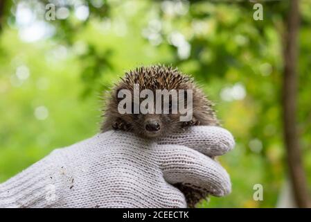 Hält einen kleinen Igel in Handschuhen. Auf einem grünen Bokeh Hintergrund. Wildtiere, Stacheldornen eines Igels in den Händen eines Kerls, hält ihn in Handschuhen Stockfoto