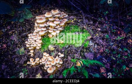Zauberhafte und magische Pilze im dunklen Wald. Stockfoto