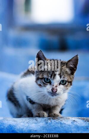 Kleine wilde Katze in den blauen Straßen in Chef Chaouen In Marokko Stockfoto