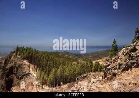 Gran Canaria, Landschaft des zentralen Teils der Insel, Las Cumbres, dh die Summits, Kanarischen Pines verbrannt in Lauffeuer langsam erholt Stockfoto