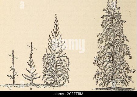 . Früchte und Obstbäume von Amerika... Jahre Triebe gebunden en quenouille. Sie hatten die Höhe von sechs bis zwölf Fuß erreicht, bevor die Zweige nach unten gebogen wurden; aber der Efiekt von diesem war, die Triebe Avith Blütenknospen zu bedecken und die außergewöhnlichsten Ernten zu produzieren. Um Quenouille Standards zu produzieren, Pflanzen Sie einen jungen Baum, drei oder vier Meter hoch, und nach dem ersten Sommer Wachstum, Kopf zurück die Spitze und schneiden Sie in den Seitenästen, wie durch die gepunkteten Linien auf A dargestellt, Abb. 21. ^der nächsten Saison schießt der Baumwipfel drei oder vier Reihen von Seitenzweigen aus, je nach seiner Stärke. Das tief Stockfoto