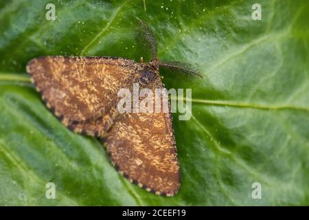 Gewöhnliche Heidemotte - Ematurga atomaria, gewöhnliche Braunmotte aus europäischen Wiesen und Wiesen, Zlin, Tschechische Republik. Stockfoto