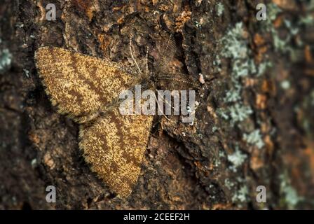 Gewöhnliche Heidemotte - Ematurga atomaria, gewöhnliche Braunmotte aus europäischen Wiesen und Wiesen, Zlin, Tschechische Republik. Stockfoto