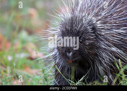 Stachelschwein beim Spaziergang durch eine Sommerwiese in Kanada Stockfoto