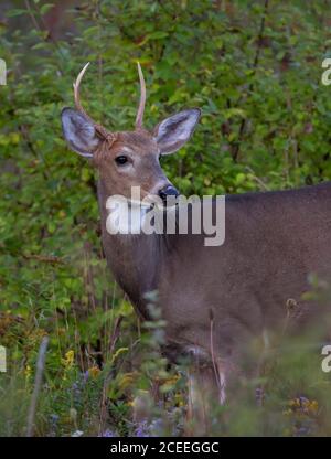 Ein Weißschwanzbock, der auf einer Wiese in Kanada steht Stockfoto