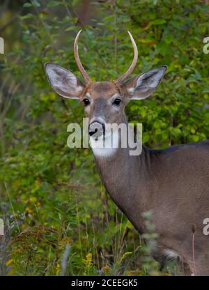 Ein Weißschwanzbock, der auf einer Wiese in Kanada steht Stockfoto