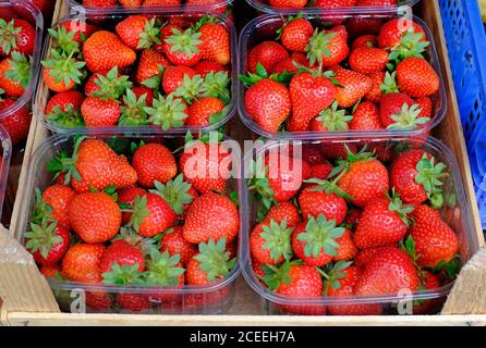 Rote Sommererdbeeren in Plastikbehältern, norfolk, england Stockfoto