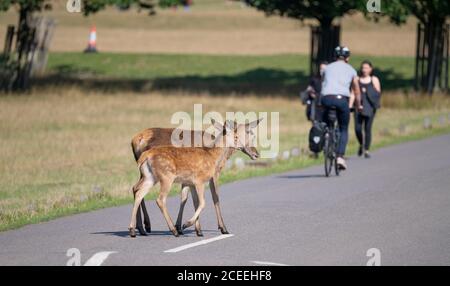 Richmond Park, London, Großbritannien. September 2020. Warme Spätsommertage im Richmond Park mit Red Deer und Radfahrern auf den Straßen. Quelle: Malcolm Park/Alamy Live News Stockfoto