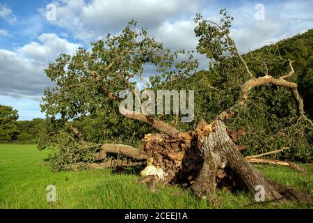 Gefallene Devon-Eiche, fallend, Eiche Baum, Woodland, Schönheit, Zweig - Pflanzenteil, gebrochen, braun, beschädigt, Tag, tot, Zerstörung, trocken, Stockfoto